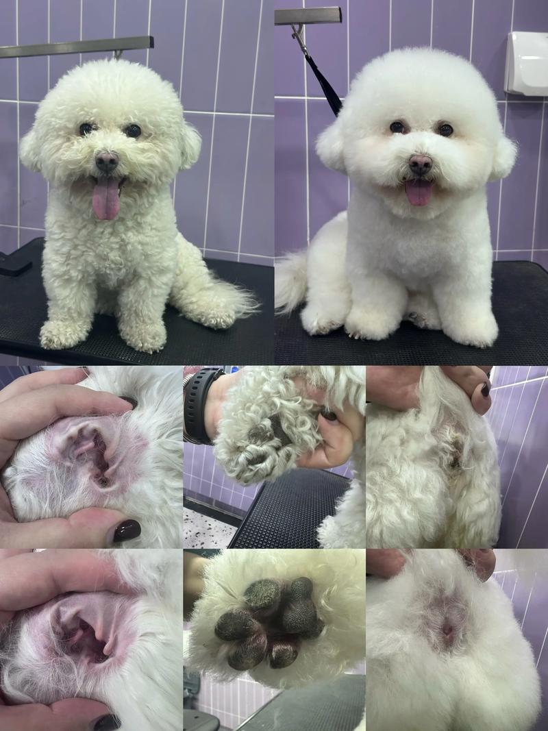 狗咬胶：宠物健康的守护神